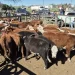 Primer remate feria del año: 600 cabezas confirmadas