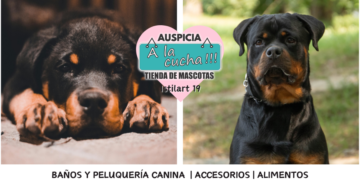 El rottweiler