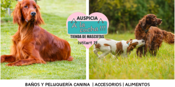 El Setter