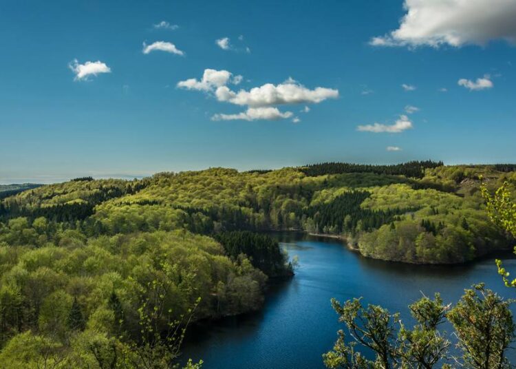 Día Mundial de los Bosques: un llamado a la gestión sostenible y la restauración nativa