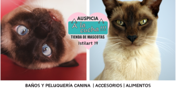 El gato tonkinés