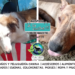 No compres un amigo, rescata una historia