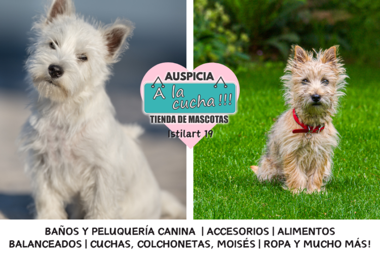 El cairn terrier