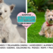 El cairn terrier