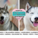 El husky siberiano