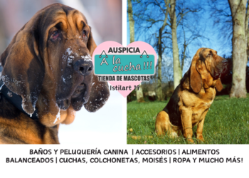 El bloodhound y su infalible rastro de leyenda
