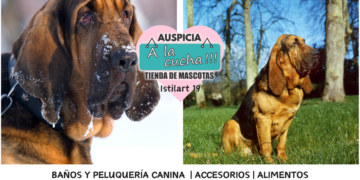 El bloodhound y su infalible rastro de leyenda