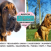 El bloodhound y su infalible rastro de leyenda