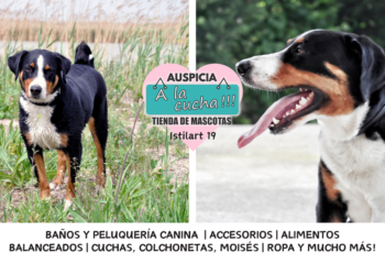 El Boyero de Appenzell y su inagotable energía alpina