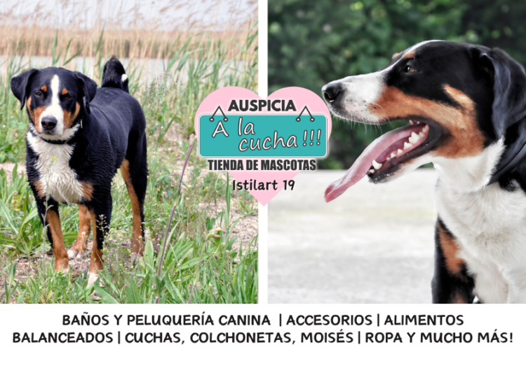 El Boyero de Appenzell y su inagotable energía alpina