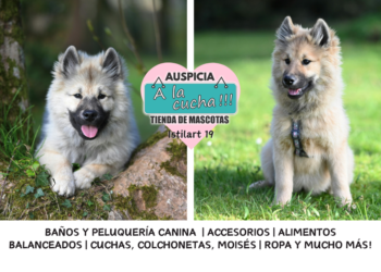 El Keeshond y su legendaria estampa de guardián fluvial