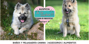 El Keeshond y su legendaria estampa de guardián fluvial