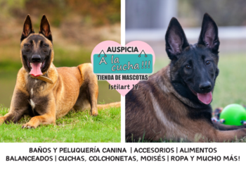 El pastor belga malinois y su incomparable capacidad de trabajo