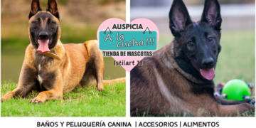 El pastor belga malinois y su incomparable capacidad de trabajo