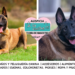 El pastor belga malinois y su incomparable capacidad de trabajo
