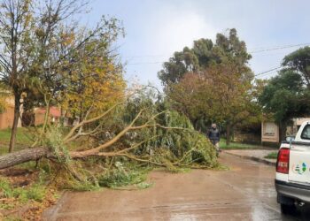 Temporal en Claromecó: caída de árboles, anegamientos y fuerte crecida del mar