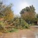 Temporal en Claromecó: caída de árboles, anegamientos y fuerte crecida del mar
