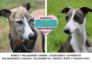 El Whippet y su elegante velocidad aerodinámica