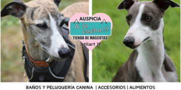 El Whippet y su elegante velocidad aerodinámica
