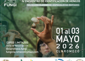 Claromecó se posiciona como referente nacional del micoturismo con una nueva edición de «Claromecó Fungi»