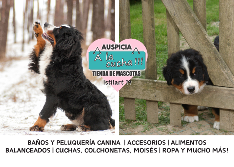 El pastor belga malinois y su incomparable capacidad de trabajo