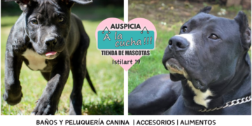 El Perro Pampa Argentino y su resurgimiento como icono nacional