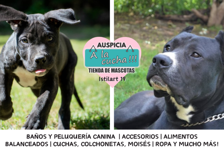 El Perro Pampa Argentino y su resurgimiento como icono nacional