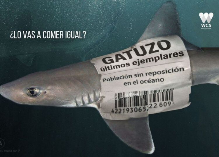 Semana Santa: lanzan una campaña para evitar el consumo de gatuzo por riesgo de extinción