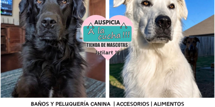 Buster, el perro de Oklahoma que cambió de color por completo