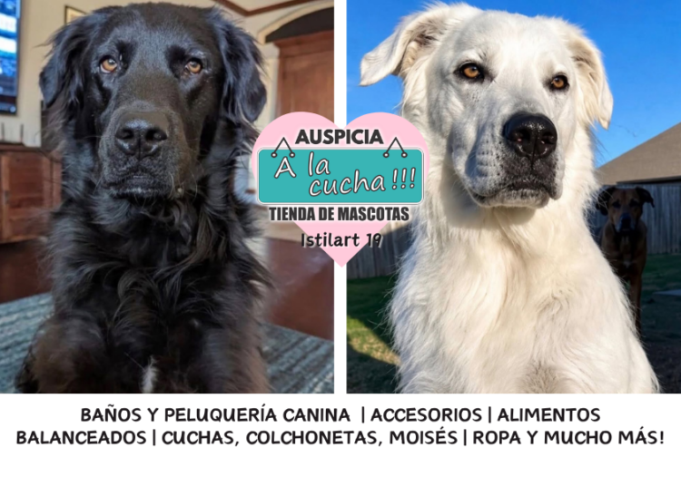Buster, el perro de Oklahoma que cambió de color por completo