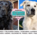 Buster, el perro de Oklahoma que cambió de color por completo