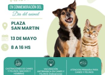 Tres Arroyos refuerza la sanidad animal con un histórico despliegue de castración masiva