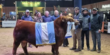 Cabaña Santa Rosa volvió a destacarse en la Expo Angus con el Gran Campeón Macho Colorado