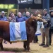 Cabaña Santa Rosa volvió a destacarse en la Expo Angus con el Gran Campeón Macho Colorado