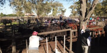 Arzos y Compañía realiza el sábado su remate feria con más de 600 cabezas