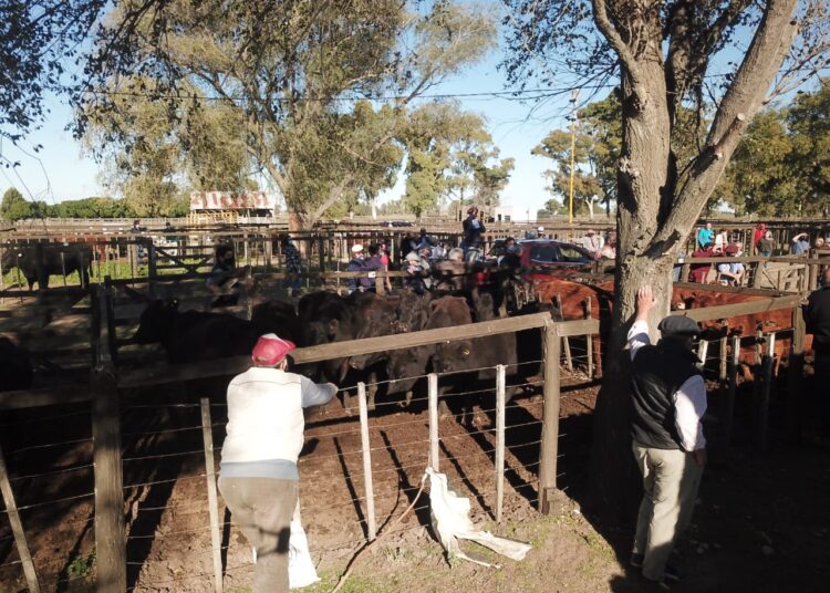 Arzos y Compañía realiza el sábado su remate feria con más de 600 cabezas
