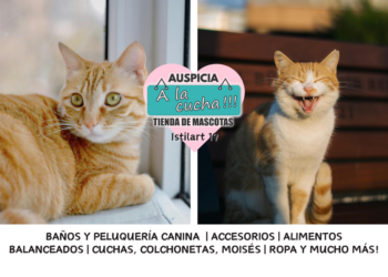 Los gatos dorados y el misticismo de su manto leonado