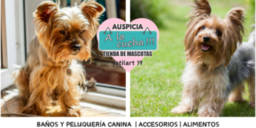 El Yorkshire Terrier y su audaz espíritu tras la elegancia de seda