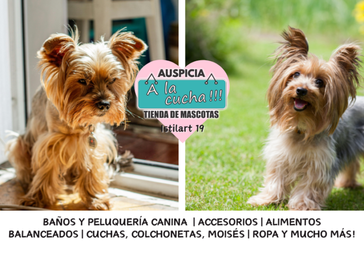 El Yorkshire Terrier y su audaz espíritu tras la elegancia de seda