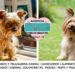 El Yorkshire Terrier y su audaz espíritu tras la elegancia de seda