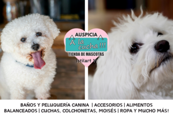 El Bichón Habanero y la alegre elegancia del embajador del Caribe
