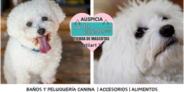El Bichón Habanero y la alegre elegancia del embajador del Caribe