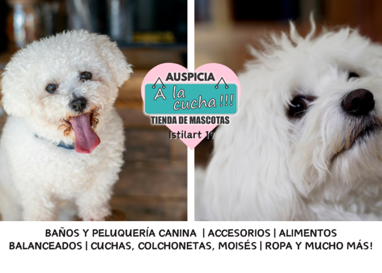El Bichón Habanero y la alegre elegancia del embajador del Caribe