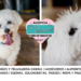 El Bichón Habanero y la alegre elegancia del embajador del Caribe