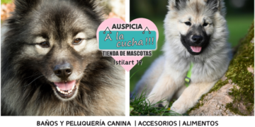 El Keeshond y su imponente estampa de guardián holandés