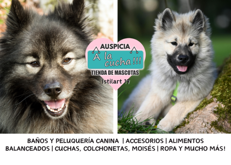 El Keeshond y su imponente estampa de guardián holandés