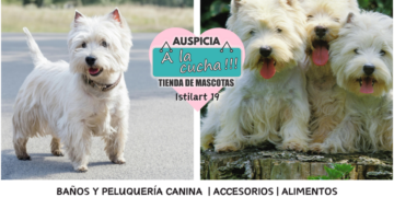 El West Highland white terrier y el indomable carisma del torbellino blanco