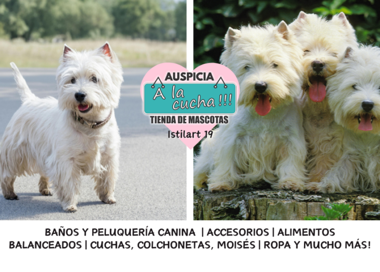 El West Highland white terrier y el indomable carisma del torbellino blanco