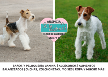 El fox terrier y el incansable vigor del especialista de las madrigueras