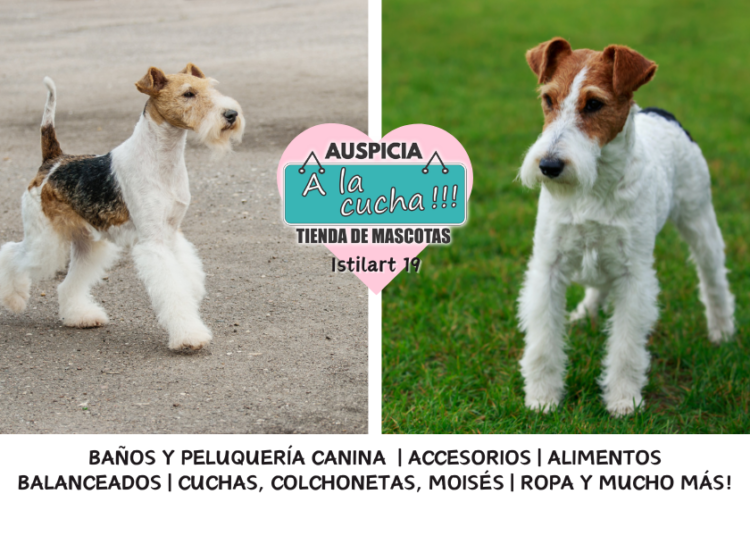 El fox terrier y el incansable vigor del especialista de las madrigueras